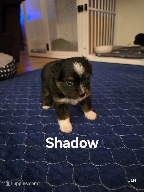 Shadow – Toy Australian Shepherd puppy for sale in Nixa, MO