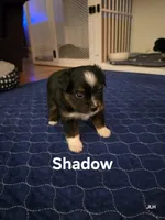 Shadow, a male Toy Australian Shepherd for sale in Nixa, MO – 5 of 10