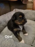 Opal, a female Toy Australian Shepherd for sale in Nixa, MO – 10 of 10