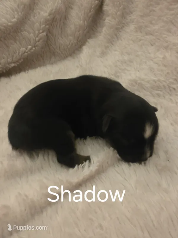 Shadow – Toy Australian Shepherd puppy for sale in Nixa, MO