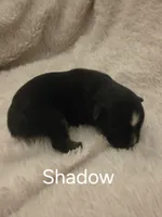 Shadow, a male Toy Australian Shepherd for sale in Nixa, MO – 1 of 4