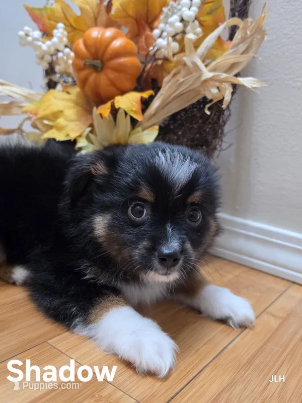 Shadow – Toy Australian Shepherd puppy for sale in Nixa, MO