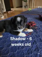 Shadow, a male Toy Australian Shepherd for sale in Nixa, MO – 3 of 10