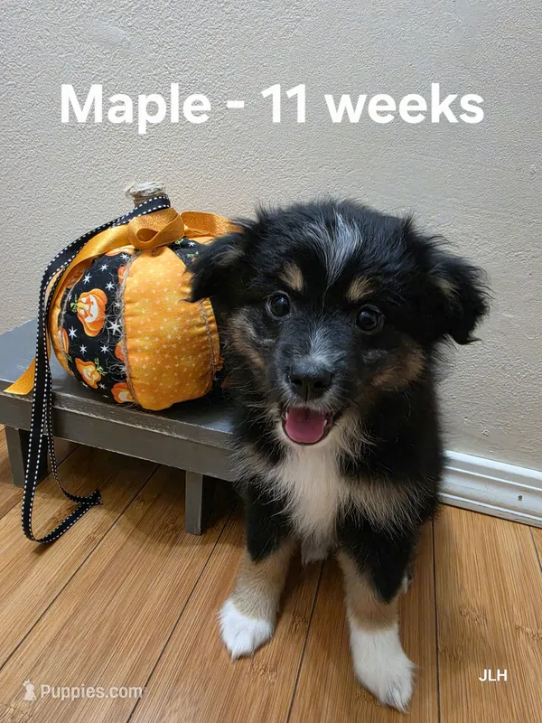 Maple – Toy Australian Shepherd puppy for sale in Nixa, MO