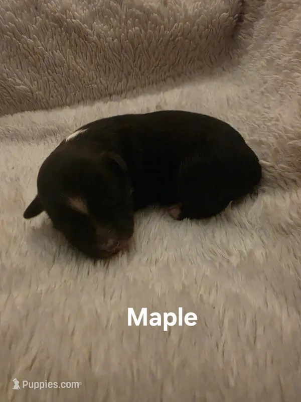 Maple – Toy Australian Shepherd puppy for sale in Nixa, MO
