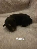 Maple, a female Toy Australian Shepherd for sale in Nixa, MO – 1 of 4