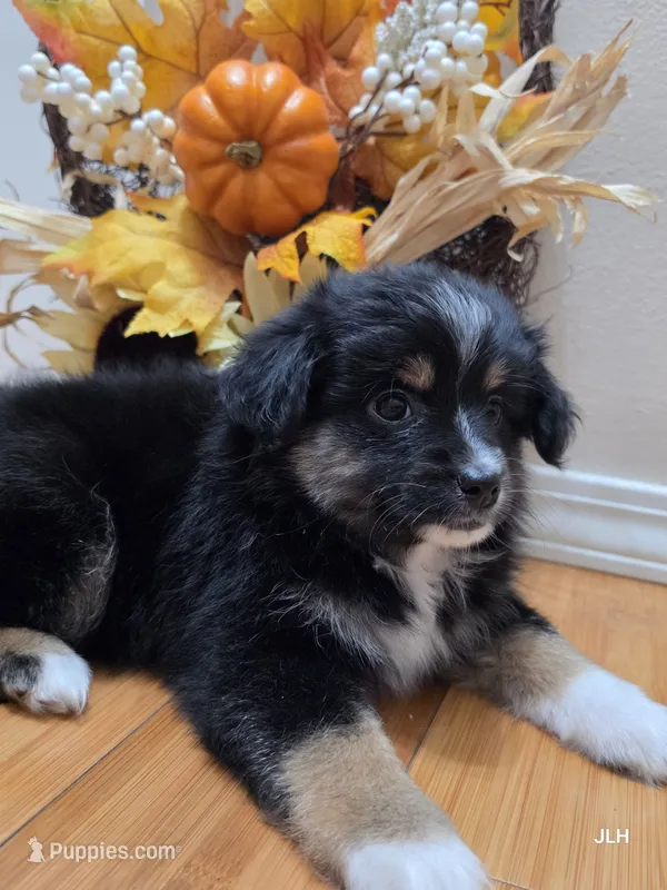 Maple – Toy Australian Shepherd puppy for sale in Nixa, MO
