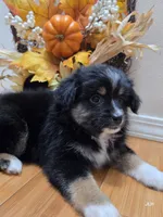 Maple, a female Toy Australian Shepherd for sale in Nixa, MO – 1 of 10