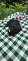 Shadow, a male Toy Australian Shepherd for sale in Nixa, MO – 3 of 4