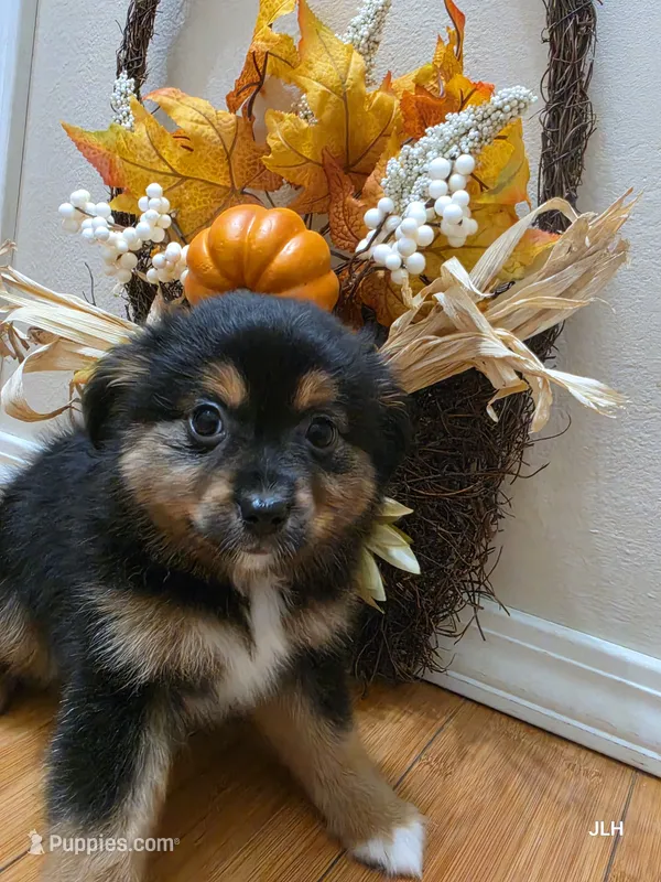 Opal – Toy Australian Shepherd puppy for sale in Nixa, MO