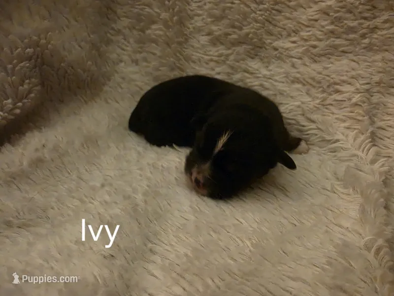 Ivy – Toy Australian Shepherd puppy for sale in Nixa, MO