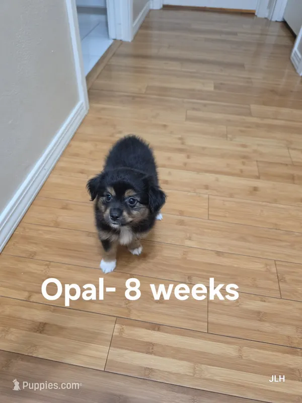 Opal – Toy Australian Shepherd puppy for sale in Nixa, MO
