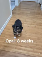 Opal, a female Toy Australian Shepherd for sale in Nixa, MO – 2 of 10