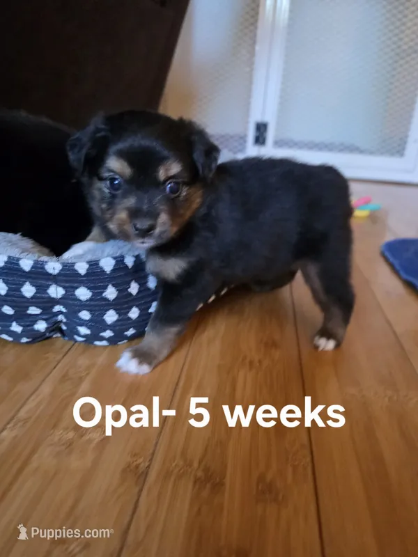 Opal – Toy Australian Shepherd puppy for sale in Nixa, MO