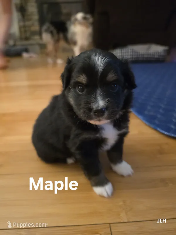 Maple – Toy Australian Shepherd puppy for sale in Nixa, MO