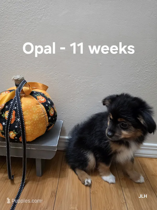 Opal – Toy Australian Shepherd puppy for sale in Nixa, MO
