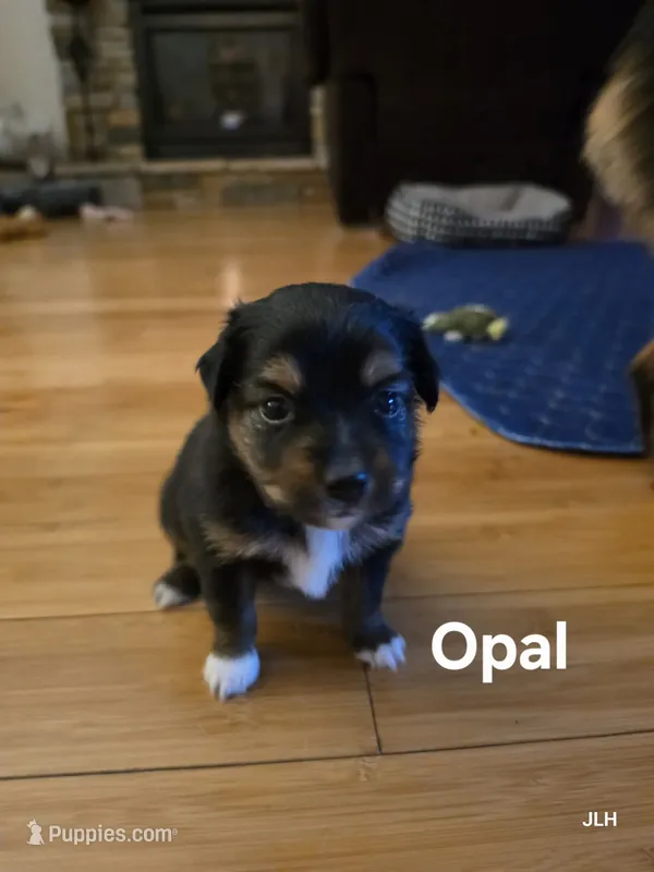 Opal – Toy Australian Shepherd puppy for sale in Nixa, MO