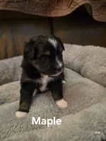 Maple, a female Toy Australian Shepherd for sale in Nixa, MO – 10 of 10