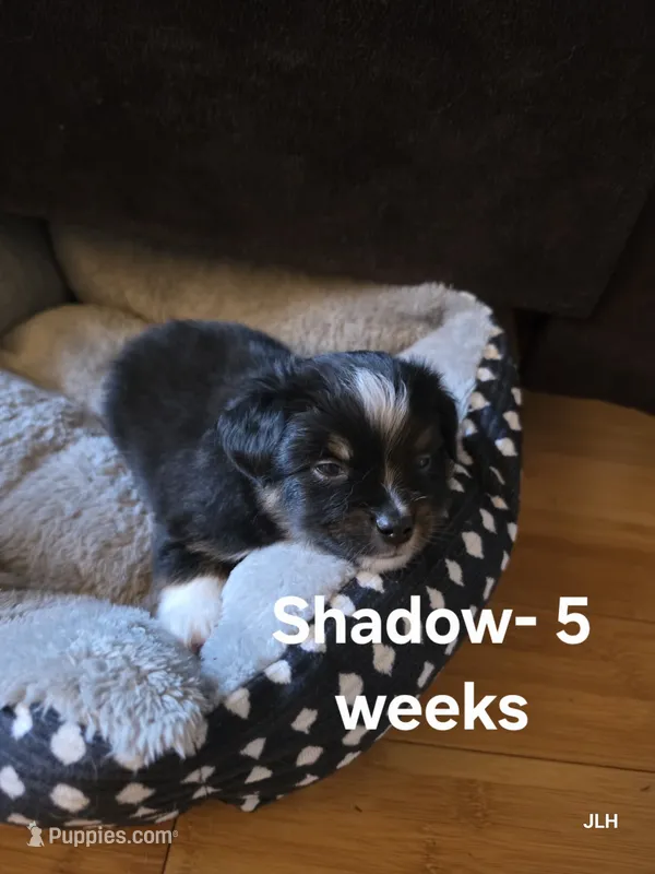 Shadow – Toy Australian Shepherd puppy for sale in Nixa, MO