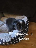 Shadow, a male Toy Australian Shepherd for sale in Nixa, MO – 4 of 10