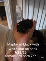 Maple, a female Toy Australian Shepherd for sale in Nixa, MO – 2 of 4