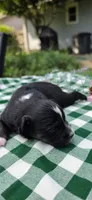 Maple, a female Toy Australian Shepherd for sale in Nixa, MO – 3 of 4