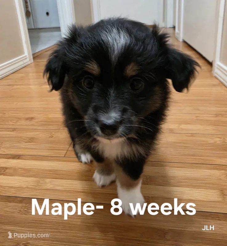 Maple – Toy Australian Shepherd puppy for sale in Nixa, MO