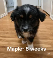 Maple, a female Toy Australian Shepherd for sale in Nixa, MO – 2 of 10