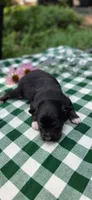 Opal, a female Toy Australian Shepherd for sale in Nixa, MO – 3 of 4