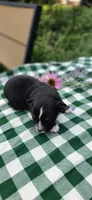 Ivy, a female Toy Australian Shepherd for sale in Nixa, MO – 3 of 4