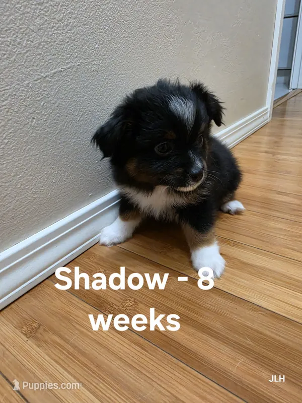 Shadow – Toy Australian Shepherd puppy for sale in Nixa, MO