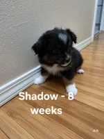 Shadow, a male Toy Australian Shepherd for sale in Nixa, MO – 2 of 10