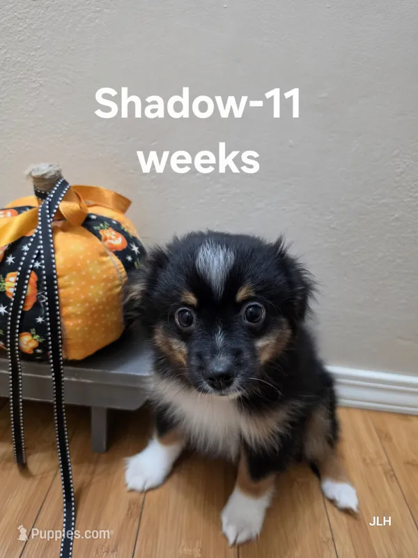 Shadow – Toy Australian Shepherd puppy on hold in Nixa, MO