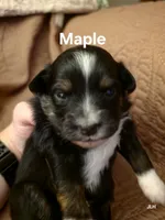 Maple, a female Toy Australian Shepherd for sale in Nixa, MO – 4 of 4