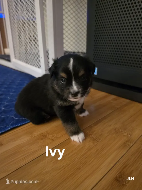 Ivy – Toy Australian Shepherd puppy for sale in Nixa, MO