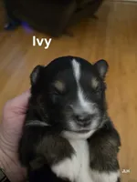 Ivy, a female Toy Australian Shepherd for sale in Nixa, MO – 4 of 4