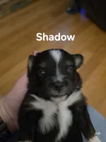 Shadow, a male Toy Australian Shepherd for sale in Nixa, MO – 4 of 4