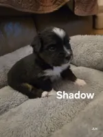 Shadow, a male Toy Australian Shepherd for sale in Nixa, MO – 9 of 10