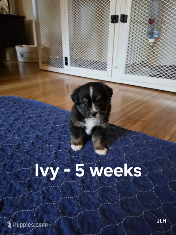 Ivy – Toy Australian Shepherd puppy for sale in Nixa, MO