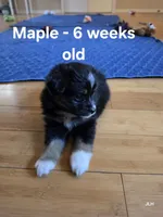 Maple, a female Toy Australian Shepherd for sale in Nixa, MO – 3 of 10