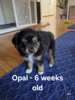 Opal, a female Toy Australian Shepherd for sale in Nixa, MO – 3 of 10