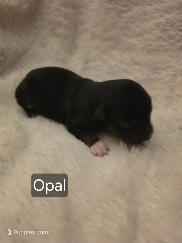 Opal – Toy Australian Shepherd puppy for sale in Nixa, MO