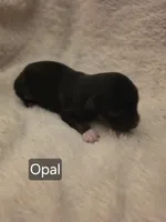 Opal, a female Toy Australian Shepherd for sale in Nixa, MO – 1 of 4
