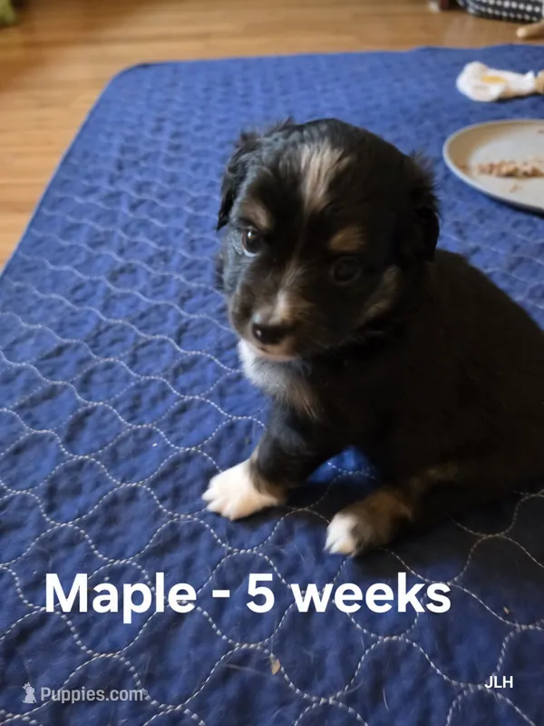 Maple – Toy Australian Shepherd puppy for sale in Nixa, MO