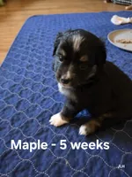 Maple, a female Toy Australian Shepherd for sale in Nixa, MO – 4 of 10