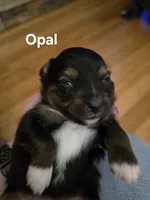 Opal, a female Toy Australian Shepherd for sale in Nixa, MO – 4 of 4
