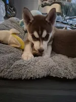 Ivy, a female Siberian Husky for sale in Coral Springs, FL – Photo 2 of 3