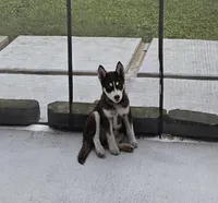 Ivy, a female Siberian Husky for sale in Coral Springs, FL – Photo 3 of 3