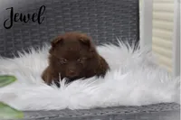 Jewel, a female Pomeranian for sale in Melvern, KS – 4 of 8