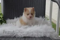 Peanut, a male Pomeranian for sale in Melvern, KS – 3 of 7